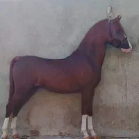 نریون ۳ساله نیم ۵ نشان ..سواری نشده