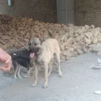 سگ سرابی|سگ|رباطکریم, رباطکریم|دیوار