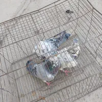 کفتر|پرنده|شیراز, کرونی(خاتونک)|دیوار
