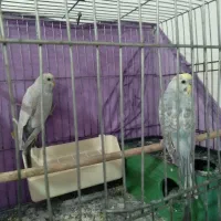 یک جفت مرغ عشق