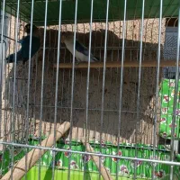 طوطی برزیلی