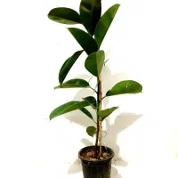 فیکوس|گل و گیاه طبیعی|مشهد, شهید قربانی|دیوار