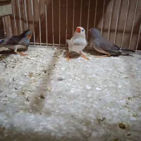 فنج|پرنده|بومهن, |دیوار