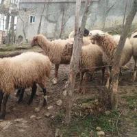 گوسفند زنده