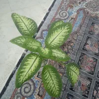 گل دیفن باخیا|گل و گیاه طبیعی|بیرجند, |دیوار