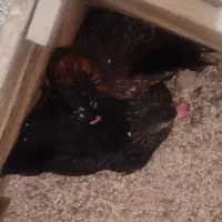 ۲ عدد مرغ کرچ