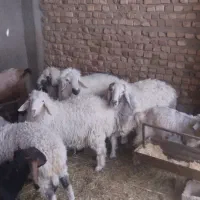 یک تکشاد و س تا قوچ