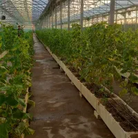 9هزارگلخانه