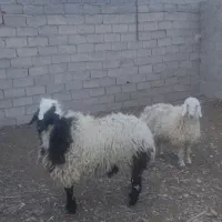 بره‌نر‌وبره‌ماده