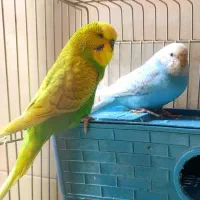 تعداد ۱۰ عدد مرغ عشق جهت فروش