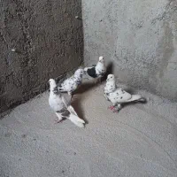 کبوتر تهرانی