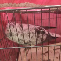 بوربوری ماده|پرنده|قم, باغ کرباسی|دیوار