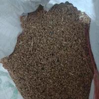 گندم و ماشک تمیر و عالی|خدمات باغبانی و درختکاری|چرام, |دیوار