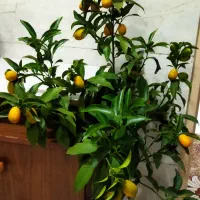 درختچه پرتقال کامکوات طبیعی