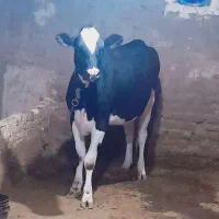 تلیسه نژاد