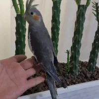 عروس هلندی دستی