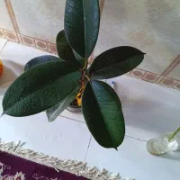 فیکوس بلک|گل و گیاه طبیعی|زابل, |دیوار