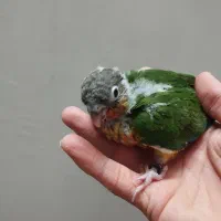 جوجه سرلاکی گرین چیک گرینچیک طوطی  عروس کوتوله|پرنده|مشهد, کوی المهدی|دیوار