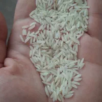 برنج هاشمی خالص از کشاورز
