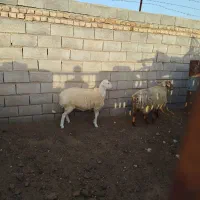 بره نروماده