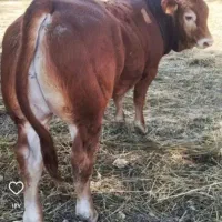 فروش انواع گاو گوساله