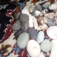 صدف و سنگ کلکسیونی|ماهی|قوچان, |دیوار