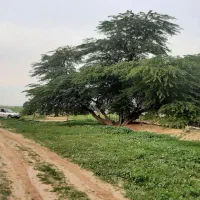 باغ نخل تفریحی روسای کدایی|فروش زمین و ملک کلنگی|ریگ, |دیوار