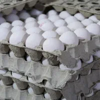 فروش تخم مرغ به قیمت جلوی مرغداری