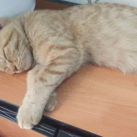 گربه اسکاتیش چهار ماهه