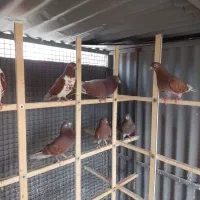 تعدادی کبوتر درج یک
