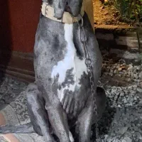 گریدین 2ساله نژاد کامل نر دو رنگ