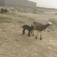 میش