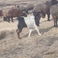 یک جفت تیربز