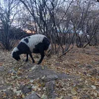 فروشی|حیوانات مزرعه|زرند, |دیوار