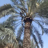 قطع نخل بریدن نخل هرس نخل گردافشانی لقاح سمپاشی