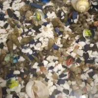 حلزون فانوسی وسنگ ریزه|ماهی|قم, زند آباد|دیوار