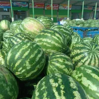 ارسال هندوانه ی جوین به سراسر کشور