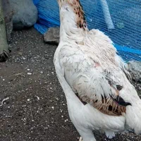 مرغ لاری اوشامو