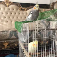 عروس هلندی بسیار رام و آماده یادگیری