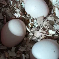 تخم طاووس نطفه دار صد درصد تضمینی نژاد هندی