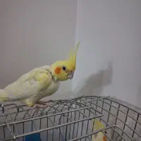 عروس هلندی