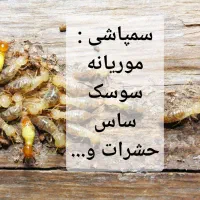 سمپاشی موریانه،سمپاشی سوسک ساس و...سمپاشی حشرات