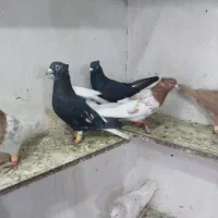 کبوتر پرشی هم جفتی|پرنده|اسفرورین, |دیوار