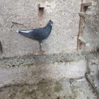 دم سفید جوان|پرنده|شیراز, تندگویان|دیوار