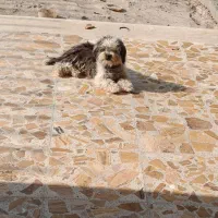 سگ شیتزو|سگ|شهریار, کردزار|دیوار