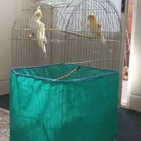 عروس هلندی لوتینو|پرنده|قم, سید معصوم|دیوار