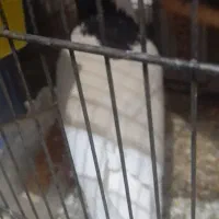 کفتر خال|پرنده|قائن, |دیوار