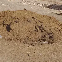 کود حیوانی دوساله گوسفند