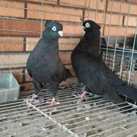 کفتر نر و ماده زاغ