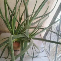 گل آلوئه ورا